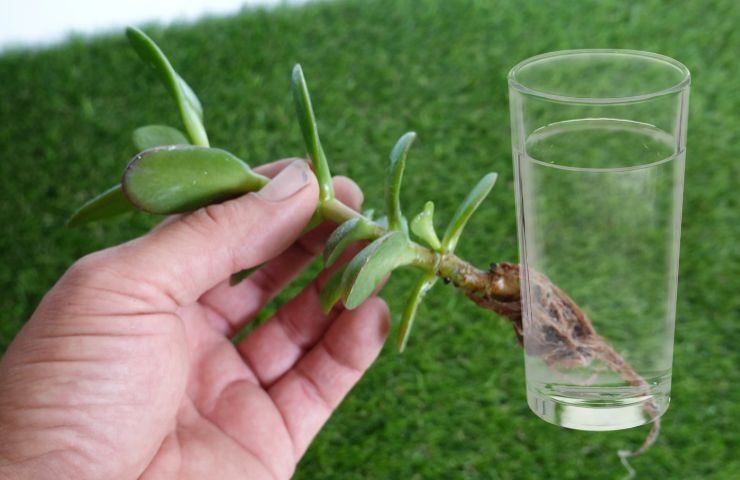 Talea di crassula ovata