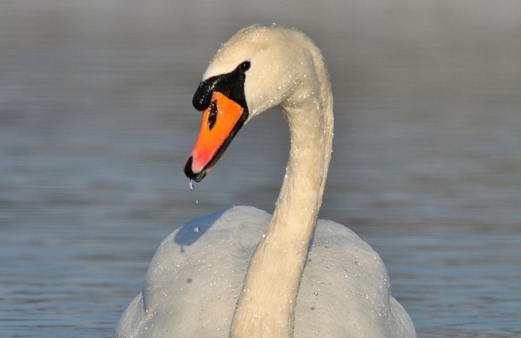 Un cingo reale in acqua