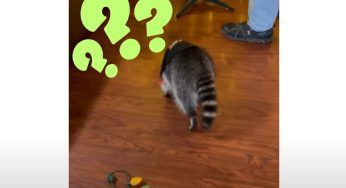 Natale, ad addobbare l’albero lo aiuta un amico speciale: guarda il VIDEO