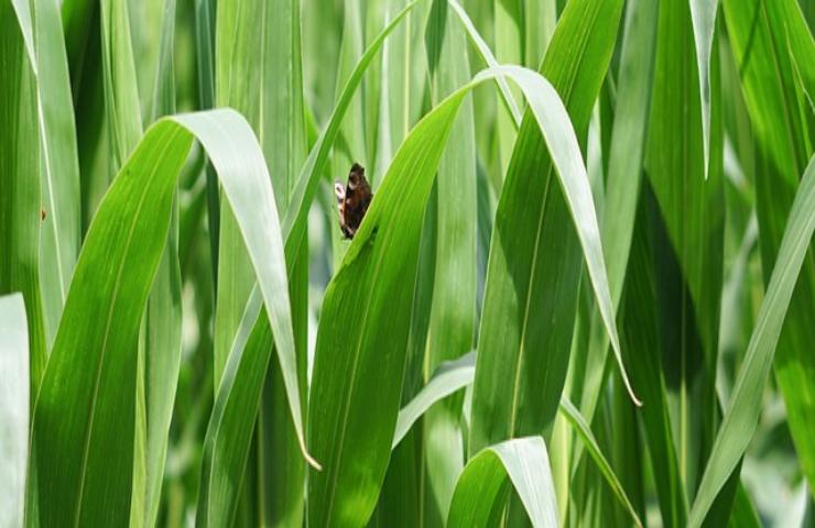 Meno pesticidi più biodiversità