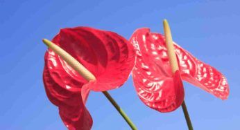 Fiore di flamingo, come poterlo avere per tutto l’anno