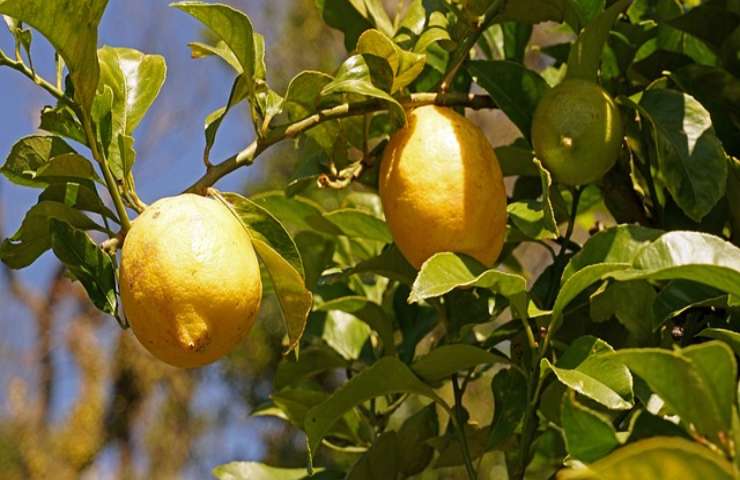 Pianta di limone in casa