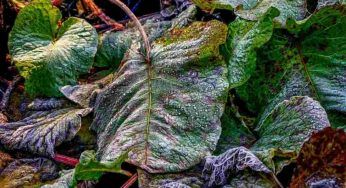 Piante, alcune in inverno vanno coperte: quali e come fare