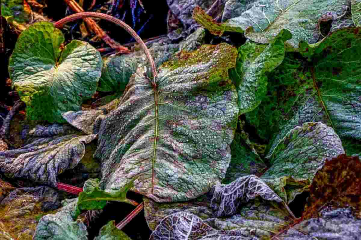 Piante, alcune in inverno vanno coperte