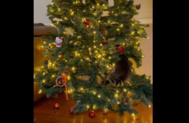 albero natale video animale