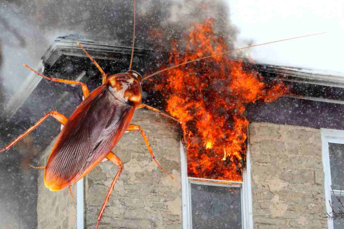 scarafaggio fuoco casa 