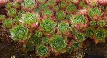 Cinque piante grasse da esterno perenni: diamo colore al nostro giardino