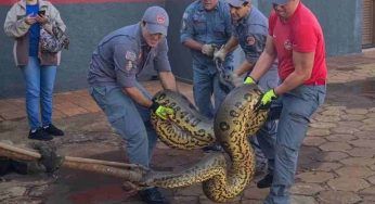 Anaconda gigante di 40 metri anzi di 50: ma è davvero possibile? Svelata finalmente la risposta