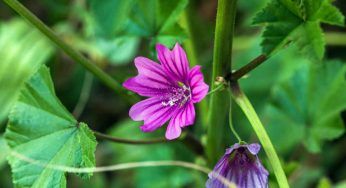 Malva, una pianta sia per l’organismo che utile in cucina