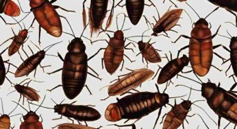 Sognare scarafaggi e altri insetti che ti camminano addosso: cosa significa