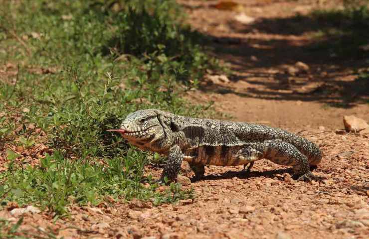 I tegu sudamericani invadono la carolina del Sud