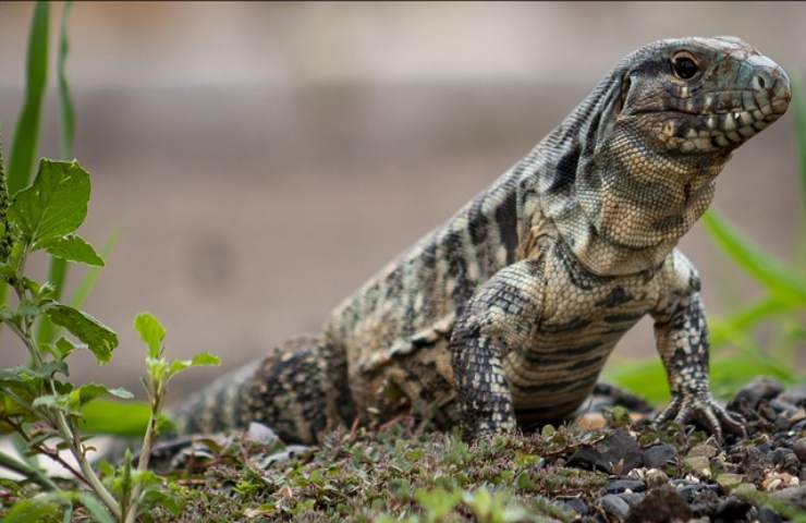 I tegu sudamericani invadono la carolina del Sud