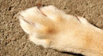 Trascina il cane con l’auto sino ad ucciderlo: condannato un pastore