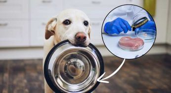 Carne in laboratorio per gli animali: il cambiamento nell’alimentazione
