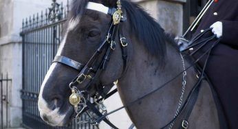 Si avvicina ad un cavallo della Guardia Reale per una foto: turista morsa al braccio – VIDEO