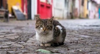 Orrore in strada: gatto di pochi mesi trafitto dalla freccia di una balestra