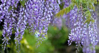 Glicine, come potarlo: è giunto il momento di mettersi al lavoro