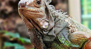 Ragazza elude i controlli e sale sull’aereo con un’iguana: a scoprirla è un gatto