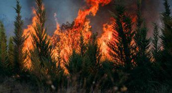 Devastante incendio: morte due persone, divorata dalle fiamme una pineta