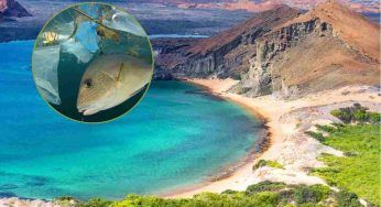 Cina al centro del “ciclone”: l’Ecuador chiede lo stop dei rifiuti nelle Galapagos