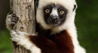 Madagascar, trovate 20 specie che si credevano fossero perdute per sempre