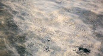 Mucillagine di mare, cos’è e come si forma questo fenomeno naturale