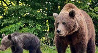 Orsa e il suo cucciolo trovati morti nei boschi: accertamenti in corso