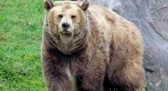 Trento, abbattuta l’orsa KJ1: “Esemplare ritenuto pericoloso”