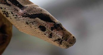 Incredibile scoperta nella soffitta di un palazzo: trovato un grosso pitone