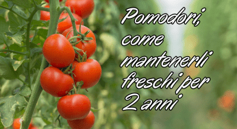 Pomodori freschi, come mantenerli tali per 2 ANNI: segui tutti i passaggi