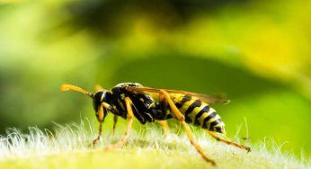 Assalito dalle vespe sulla spiaggia: il 47enne non è morto per shock anafilattico