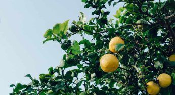 Albero di limoni, quanto ci mette a crescere e cosa sapere