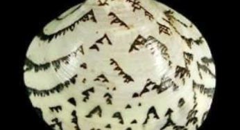 Questi disegni non sono scritti dagli uomini, ma la pigmentazione naturale della conchiglia