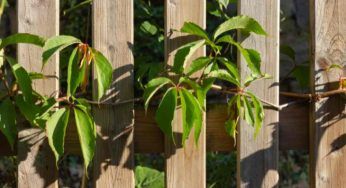 Giardino invaso dagli alberi del vicino: cosa posso fare?