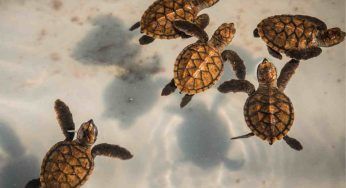 Tartarughe marine, se trovi un nido in spiaggia ti spieghiamo cosa fare immediatamente