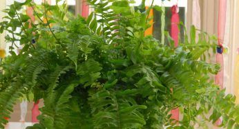 Felci, non solo un tipo: quali puoi tenere in casa e come farle diventare meravigliose