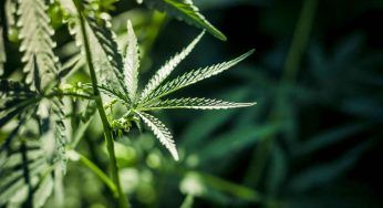 Cannabis light, arriva la stretta del Governo: “A rischio 11mila posti di lavoro”