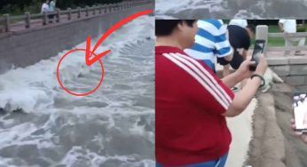 Il cucciolo sta annegando, la corrente è troppo forte: tutti fanno video, ma nessuno interviene – FOTO