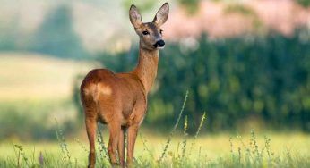 Capriolo trovato ferito: il cucciolo sta bene ed ora è tornato nei boschi