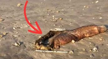 Quando hanno visto cosa portava a riva, urlano dallo spavento