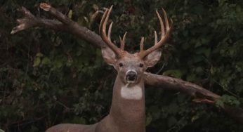 Moto si scontra con un cervo: ferito centauro, morto l’animale