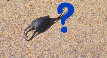 Borsellini delle sirene: cosa sono e cosa fare se li vedi in spiaggia