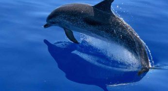 Delfino trovato morto in Italia: è il secondo caso in pochi giorni