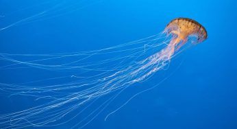 Tante meduse in acqua, e no non significa che sia pulita