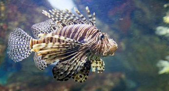 Mari italiani, arriva il pesce scorpione: specie pericolosa per l’uomo