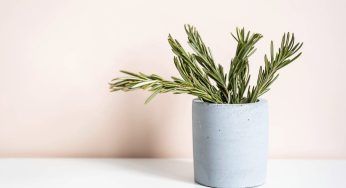 Avevo un rosmarino che non riuscivo a curare: mia nonna ha svelato il segreto e ora è bello pieno