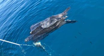 Enorme tartaruga Liuto trovata morta in Italia: era impigliata in una cima subacquea