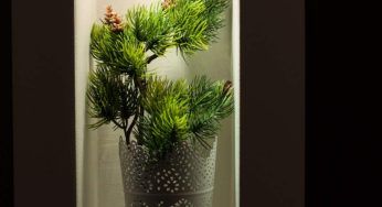 Da una pigna fai germogliare un pino: puoi farlo e ti basterà un vaso