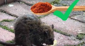 Non riuscivo a liberarmi dei topi che invadono il mio giardino e entravano in casa: una goccia e sono spariti