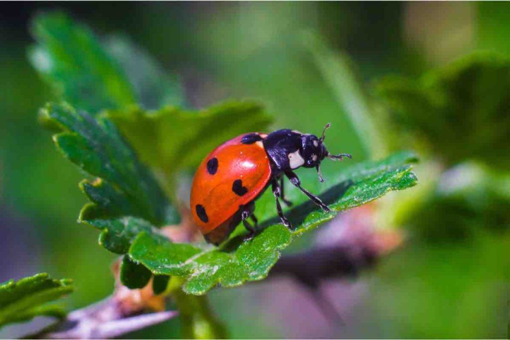 Quando una coccinella ti entra in casa, molti pensano sia un segno del